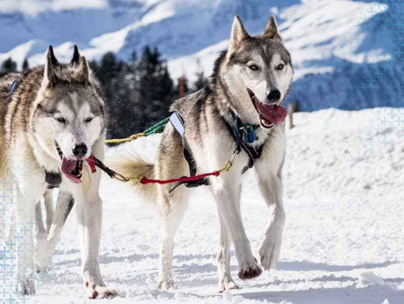 What happens to the Mushing Dogs during the summer?
